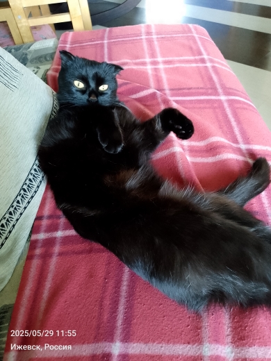Котику тут не место!