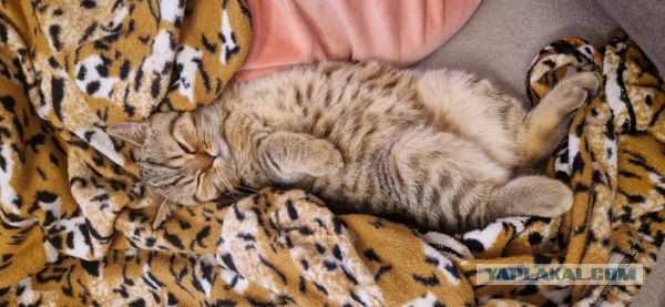 Вот и мой кот