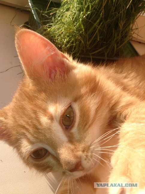 Котовторник 4.02.2014