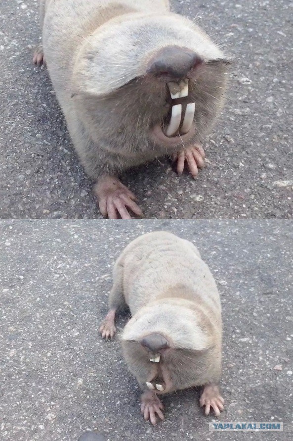 +18 Секс, Гавно & Rock`n`Roll