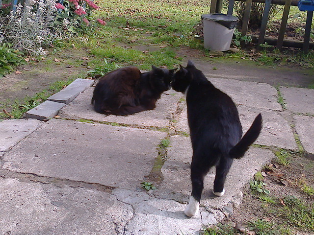 Котовторник 07 04 2015