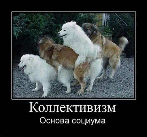 Прикольные картинки и демотиваторы