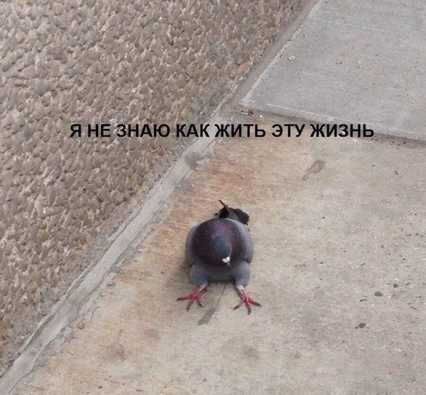 Птиц засасывает вместе с зерном на хлебозаводе