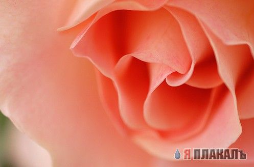 Скоро весна! ЦВЕТЫ