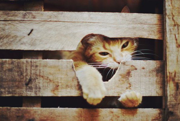 Коты и Кошки