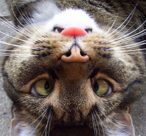 Осеннему котовторнику быть!