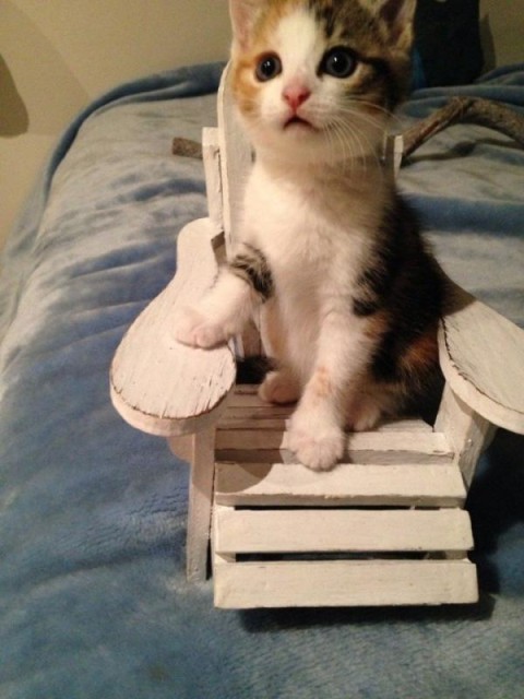 Коты и Кошки