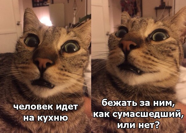 Коты и Кошки