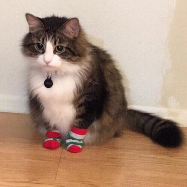 Коты и Кошки