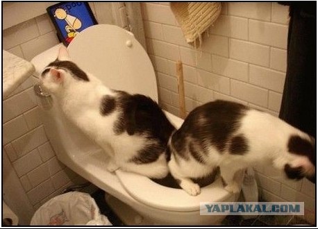 Как какать на природе?