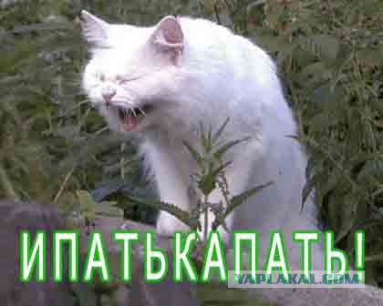 Хозяева вышвырнули кота на улицу, потому что у ребенка была аллергия