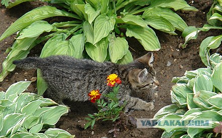 Ура, котовторник! (01.07.2008)