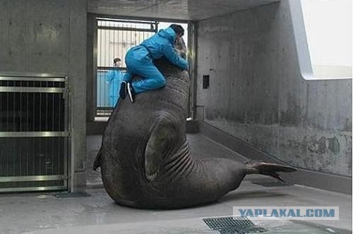 Забавный морж