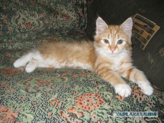 Котовторник (13.01)