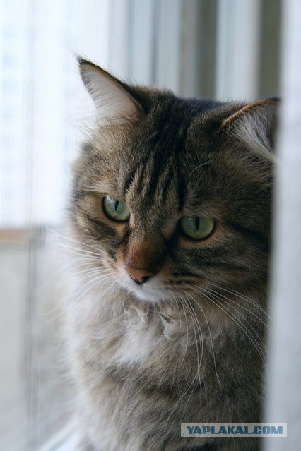 Котовторник (24.03)