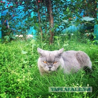 Котовторник 07.08.2018