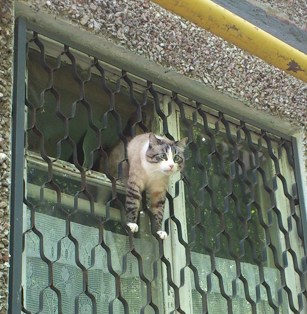 Прикольных котов пост