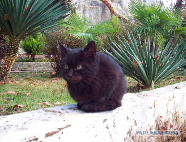 Котовторник 15.02.2011