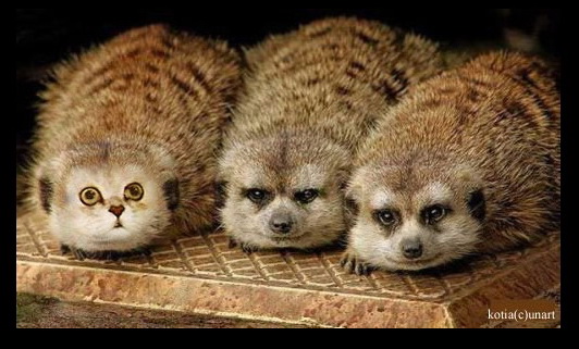 Котовторник: Кошки и ягнёнок