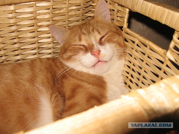 Сонный Котовторник