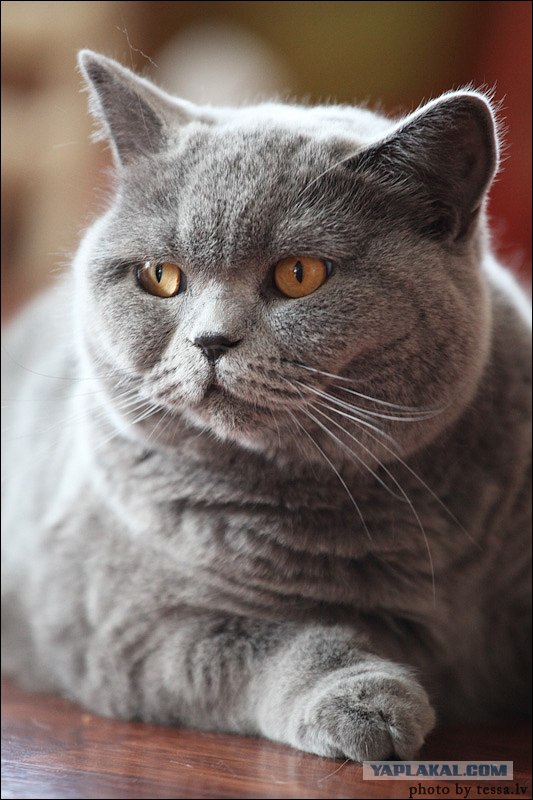 Профессиональный котовторник
