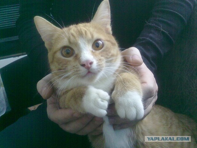 Котовторник (24. 01. 2012 )