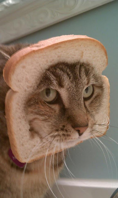 Хлебно-кошачья мода