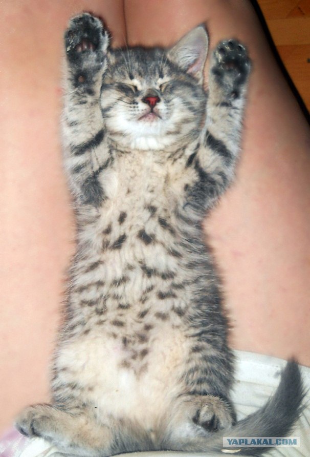 Котовторник 10. 07. 2012