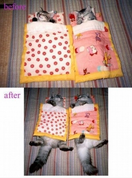 Котовторник 24.07.2012
