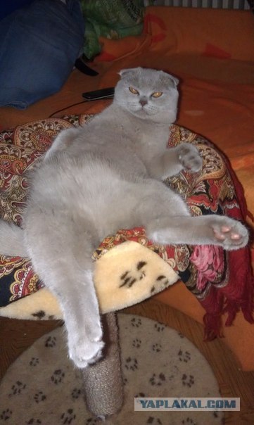 Котовторник 07.08.2012