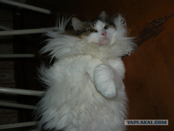 Котовторник  21.08.12