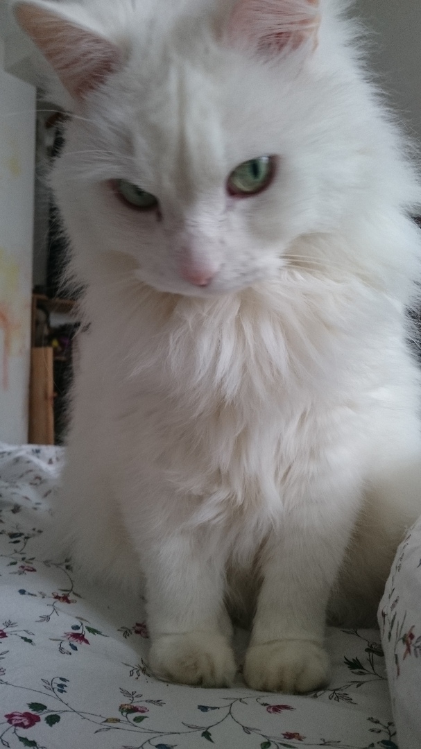 Котэ, Котэ и еще раз Котэ.
