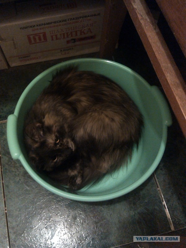Котовторник *новогодний* 31/12/2019