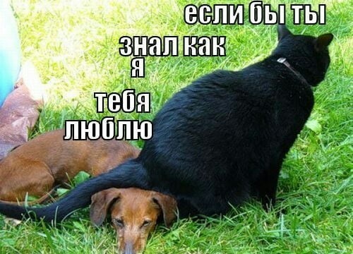 Картинки с надписями и без