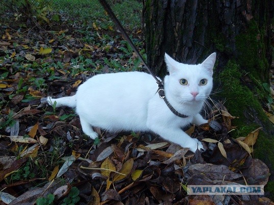 ЯП в кошках