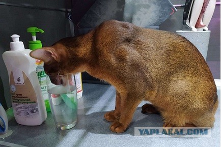 Котовторнику быть!