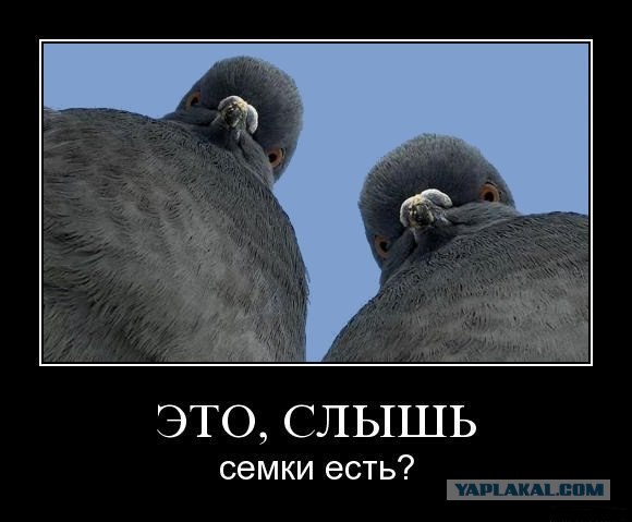 Сомы охотятся на голубей