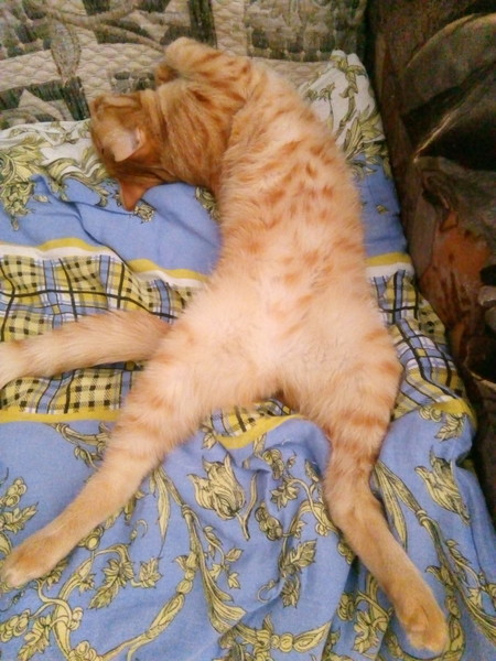 Котовторник. Поговорим о кличках, друзья