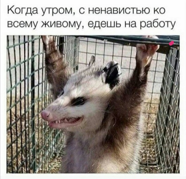 Картинки и мемы - "Жить, как говорится, хорошо..."