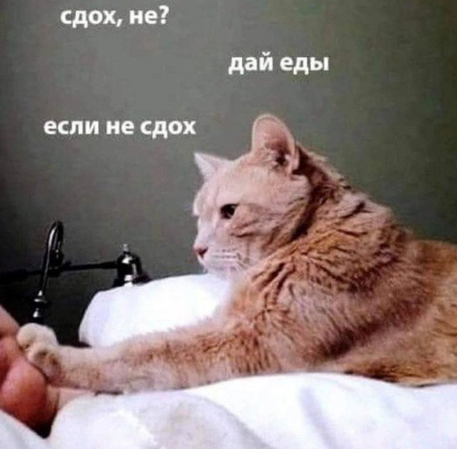 Картинки и мемы для настроения - 125