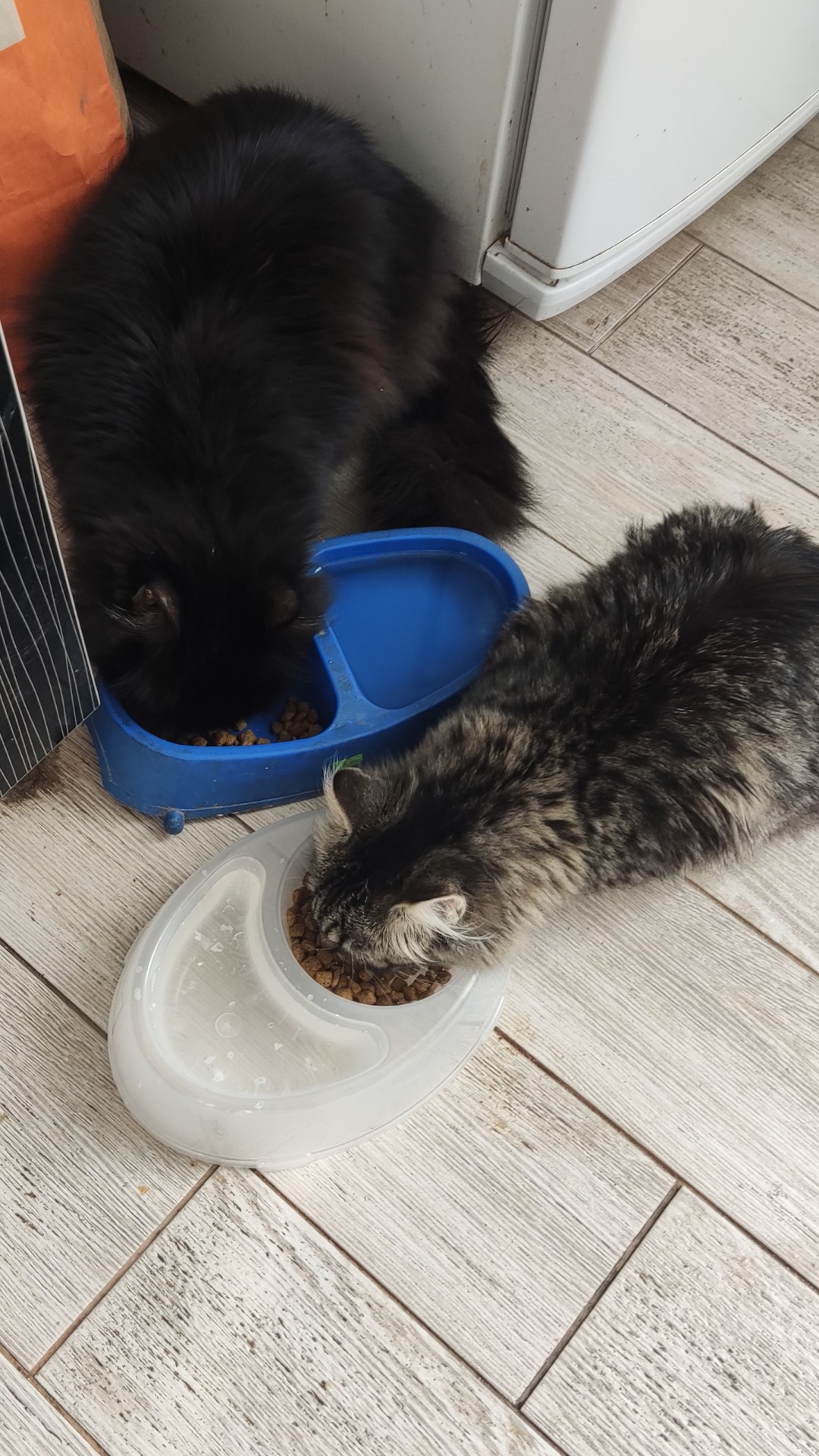 Котовторник