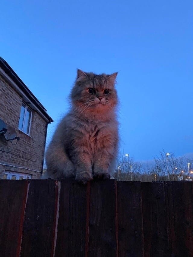 Много дел у кота на даче...