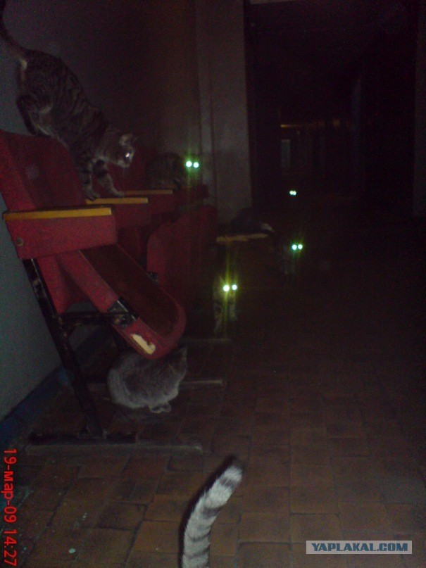 Коты пролетарии