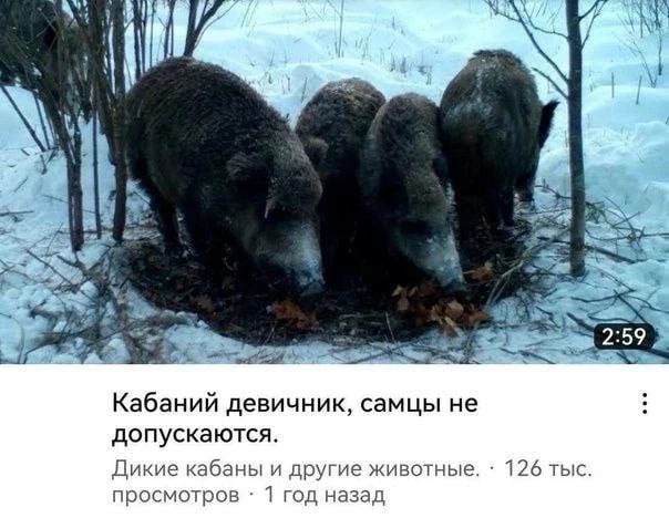 Грибники на дереве и кабаны
