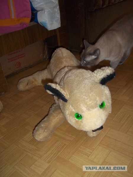 Котовторник  07.05.2013