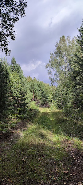 Грибы. Чувашия.