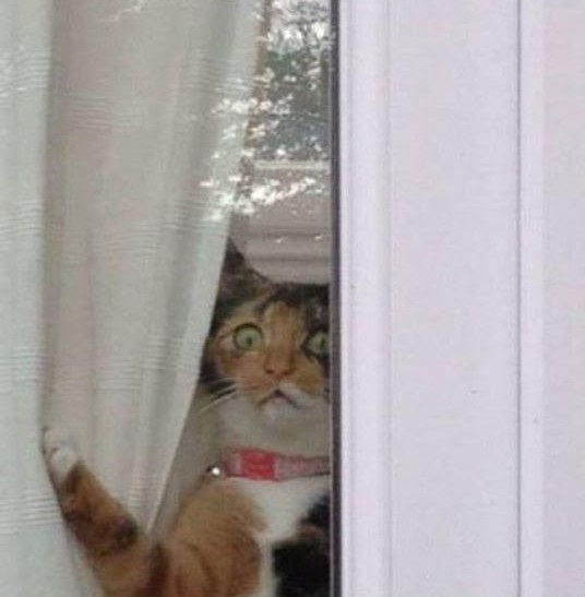 Хозяин, открывай,  я нагулялся уже