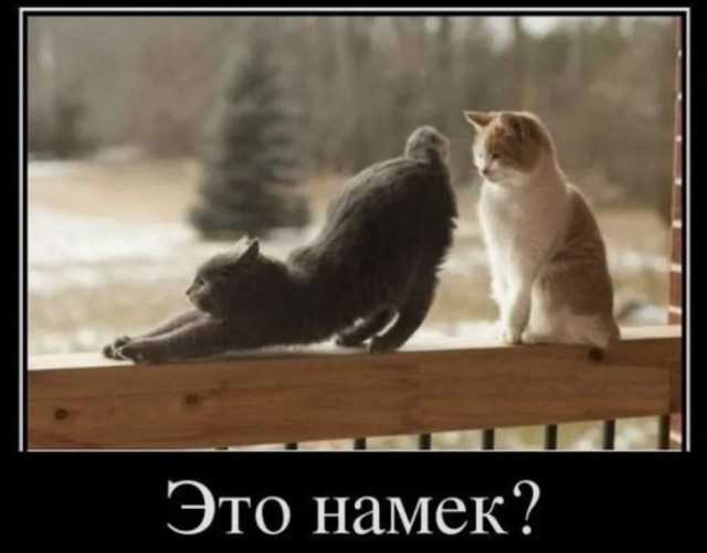К котовторнику: подборка картинок-баянов с котиками и про котиков. Выпуск 10