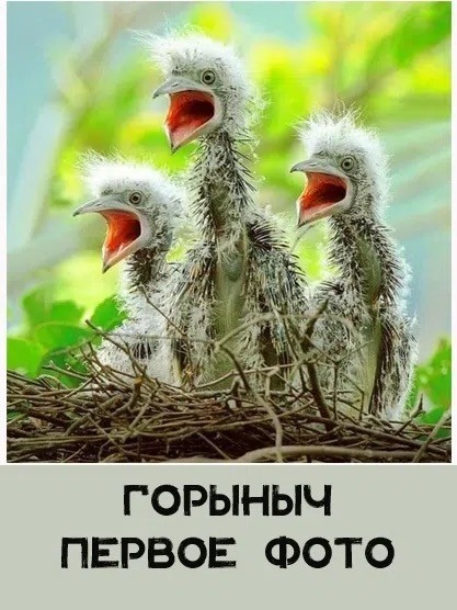 Картинки для деградации 199 (разной степени свежести)