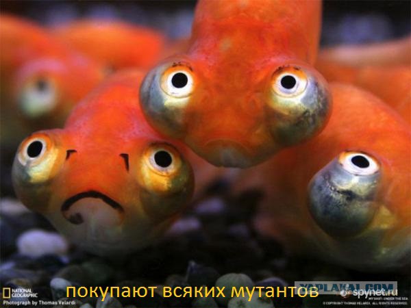 Вы видели когда нибудь таких рыб?